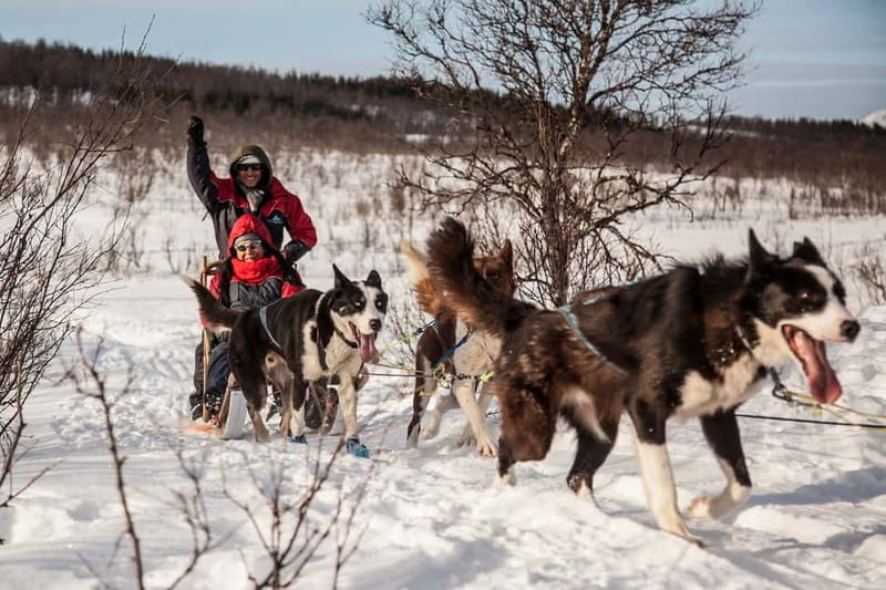 Tromsø: Self-Drive Husky Dog Sledding Adventure - Learning to Drive Before the Dogs Pull
