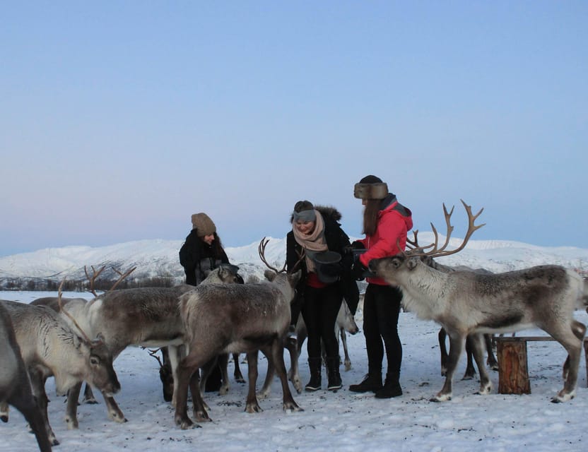 Tromsø: Snowshoeing Tour & Reindeer Encounter with Lunch - Finding the bus at Tromsø Havn Prostneset