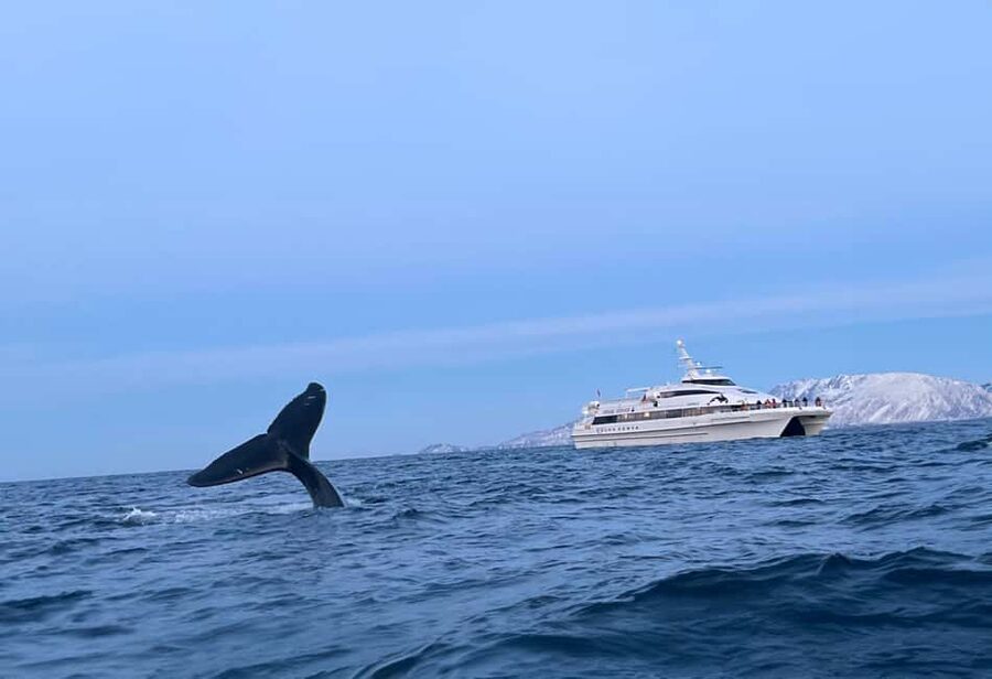 Tromsø Whale Safari with MS Gabriele - Key points at a glance