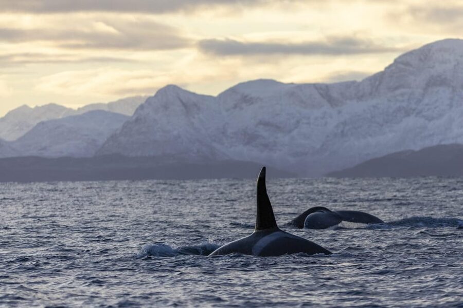 Tromsø Whale Safari with MS Gabriele - Why this whale safari is worth your day