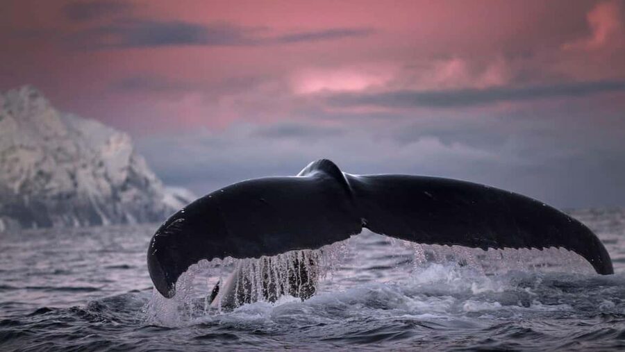 Tromsø Whale Safari with MS Gabriele - The boat: comfort with a practical purpose