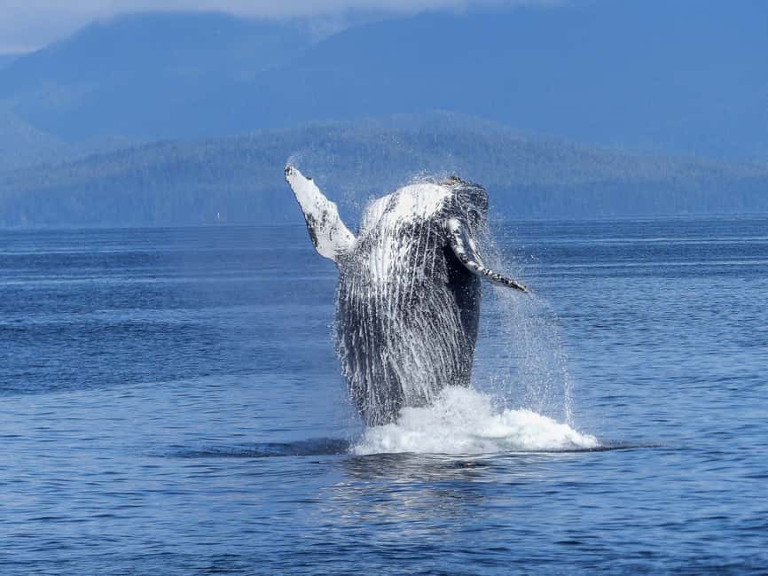 Tromsø Whale Safari with MS Gabriele - Weather, timing, and the real risks
