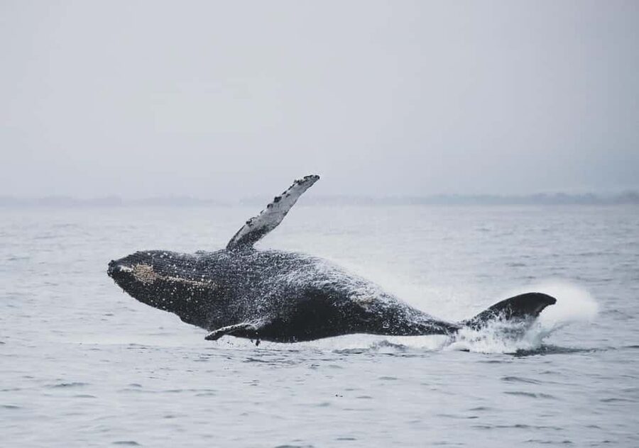 Tromsø Whale Safari with MS Gabriele - Who will enjoy MS Gabriele most