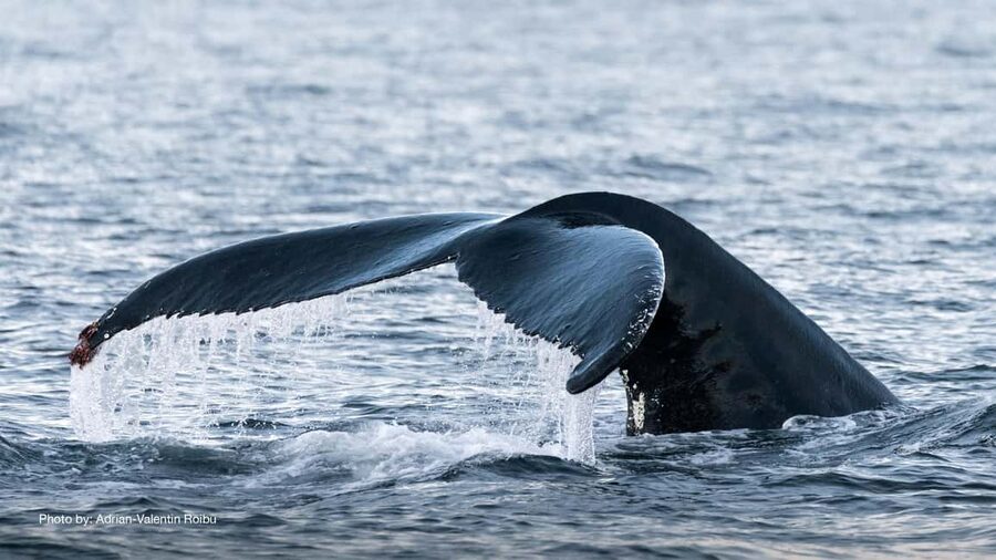 Tromsø: Whale Watching Tour by Hybrid-Electric Boat - Key points at a glance