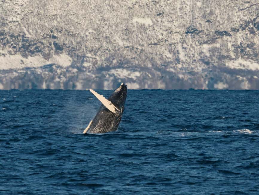 Tromsø: Whale Watching Tour by Hybrid-Electric Boat - A whale trip built around the Arctic feeding season