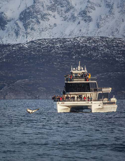 Tromsø: Whale Watching Tour by Hybrid-Electric Boat - Three to three and a half hours to the whales