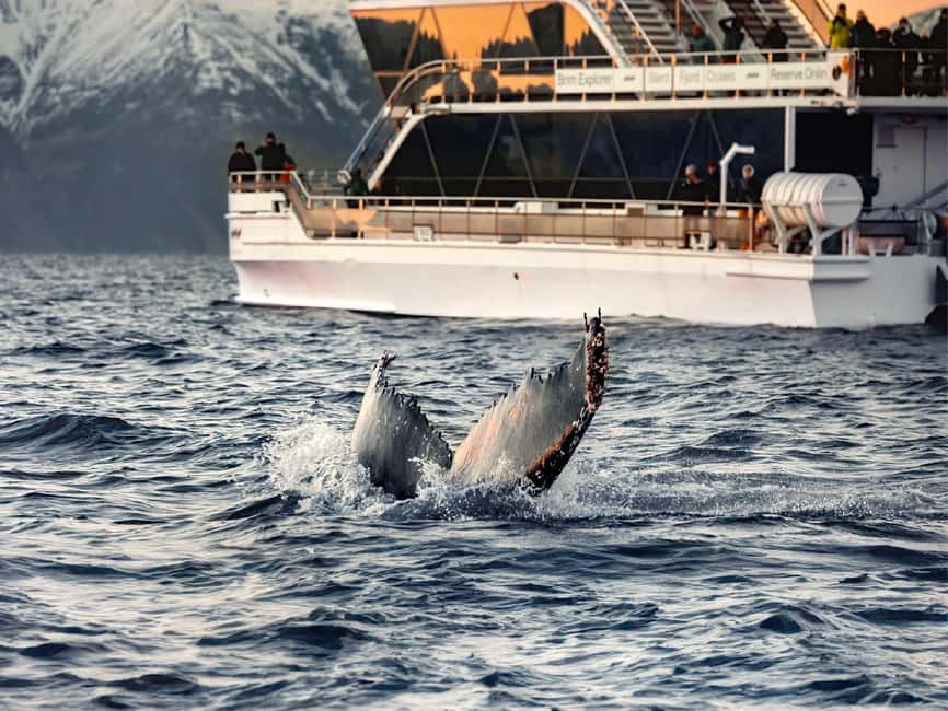 Tromsø: Whale Watching Tour by Hybrid-Electric Boat - Why the hybrid-electric boat matters