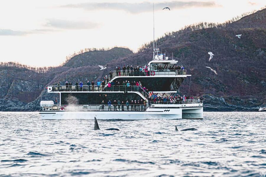 Tromsø: Whale Watching Tour by Hybrid-Electric Boat - Meeting the boat beside Skarven Kro