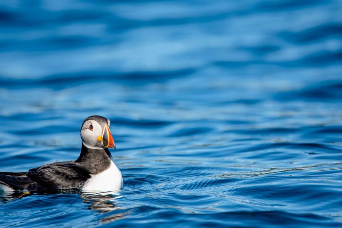 Whale safari with Puffins and Muffins (Andøy, Vesterålen) - A Bright Summer Outing in the Land of the Midnight Sun