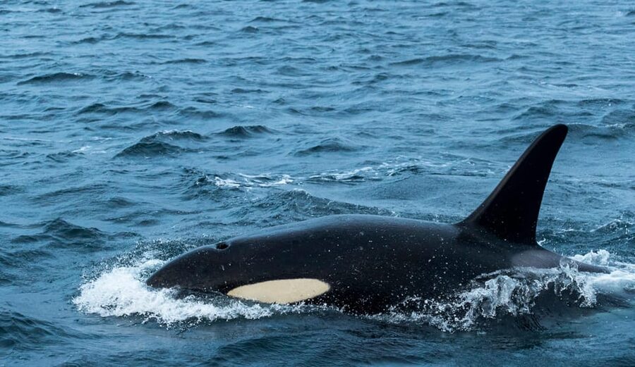 Whale Watching RIB Safari at Skjervøy - Key points to know before booking