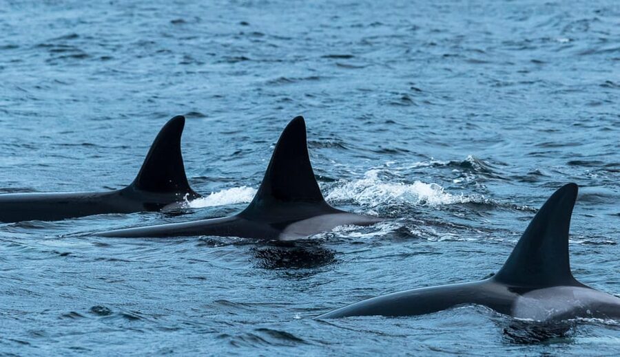 Whale Watching RIB Safari at Skjervøy - Why Skjervøy is the right place for this safari