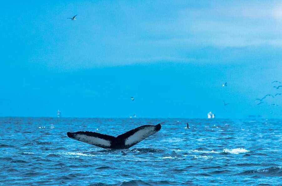 Whale Watching RIB Safari at Skjervøy - Three hours on the water, weather permitting