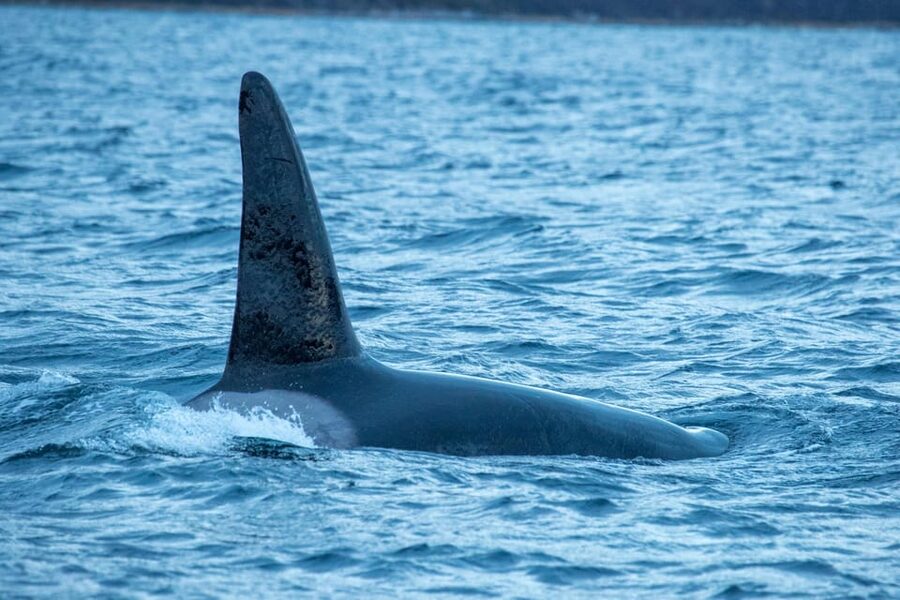Whale Watching RIB Safari at Skjervøy - Who should book this experience?