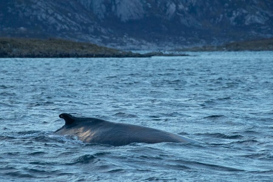 Whale Watching RIB Safari at Skjervøy - The Tromsø transfer starts before sunrise