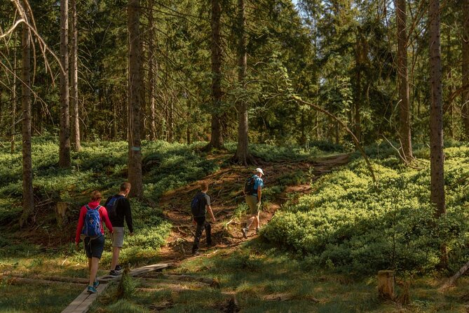 Wildlife Forest Hike - From Oslo center to the quiet of Nordmarka