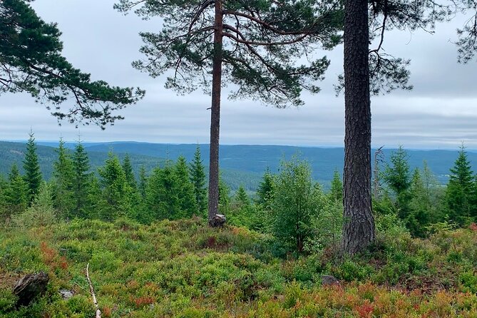 Wildlife Forest Hike - Coffee, waffles, and Norwegian forest cabins