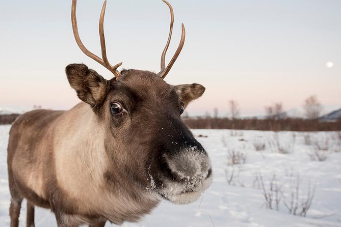 Winter Fjord Road Trip with Wandering Owl - Why this half-day trip works in Tromsø