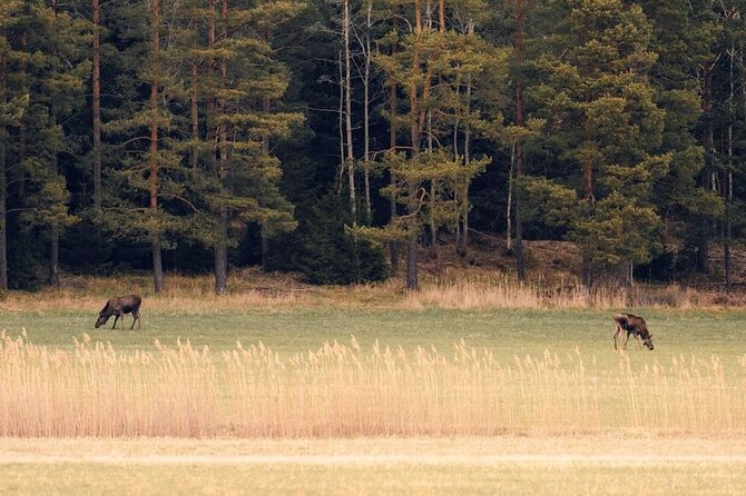 Wolf and Wildlife Tracking in Sweden - Why tracking signs can be better than chasing a sighting