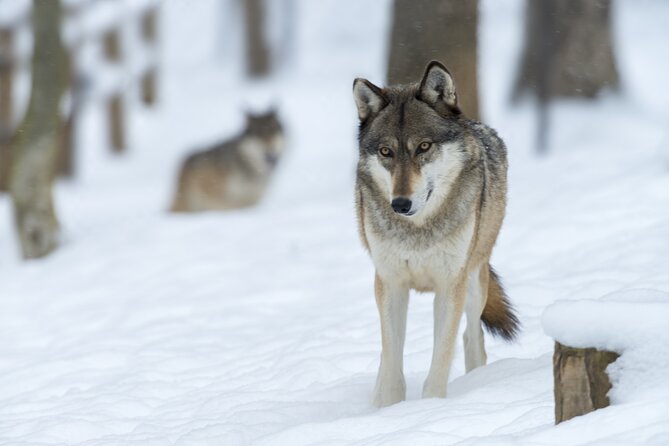 Wolf and Wildlife Tracking in Sweden - Frozen lakes and winter tracking