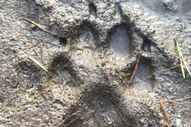 Wolf and Wildlife Tracking in Sweden - The hilltop howl and the chance of a reply