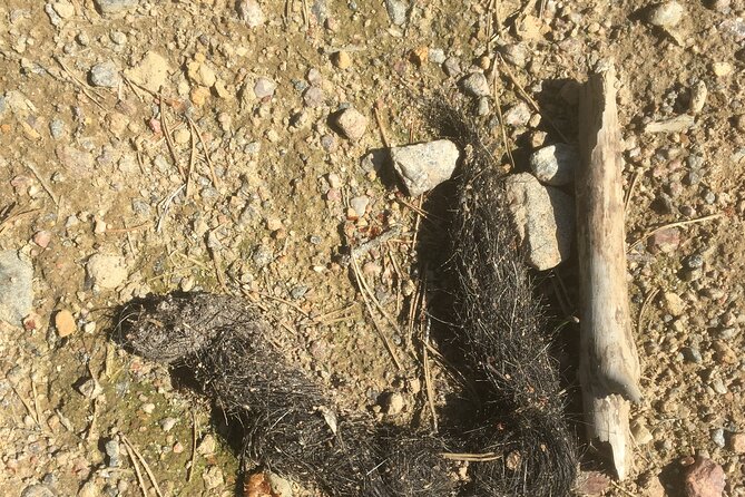 Wolf and Wildlife Tracking in Sweden - Fire-cooked lunch and useful equipment