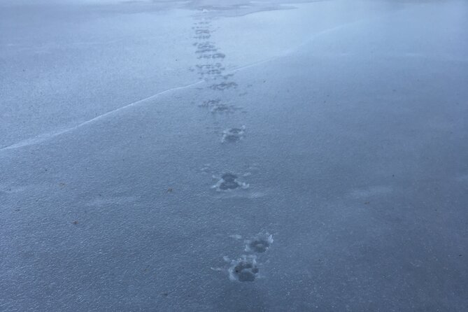 Wolf and Wildlife Tracking in Sweden - What the $215.95 price really covers