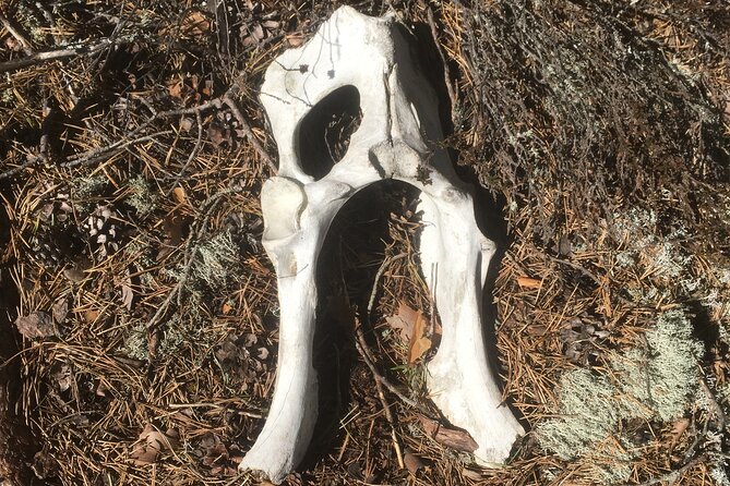 Wolf and Wildlife Tracking in Sweden - Who will enjoy this day most
